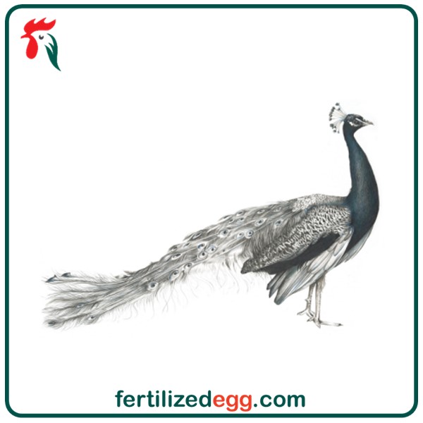 تخم نطفه دار طاووس شکلاتی 